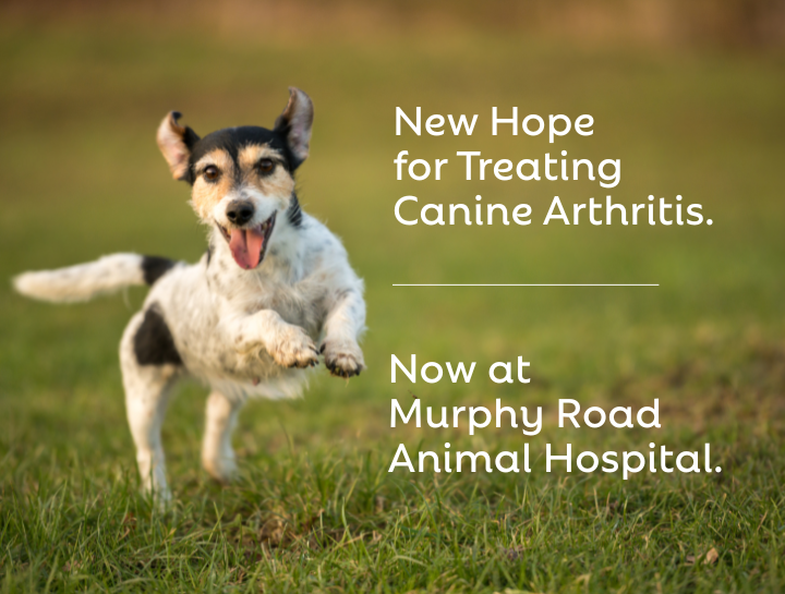 New Hope for Treating Dog Arthritis Pain at Murphy Road Animal Hospital